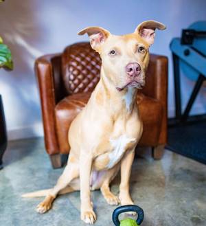 Pitbull Dog Employee with kettlebell